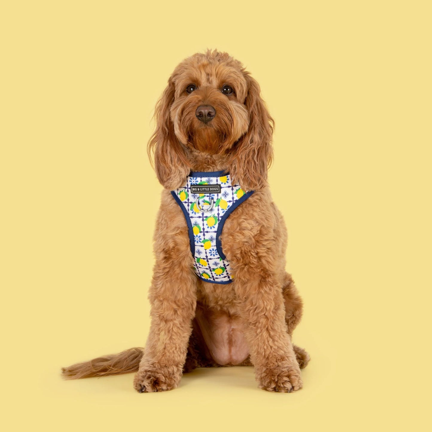 Adjustable Dog Harness Amalfi Coast