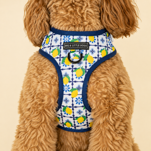 Adjustable Dog Harness Amalfi Coast