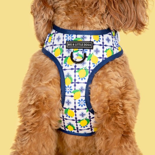 Adjustable Dog Harness - Amalfi Coast