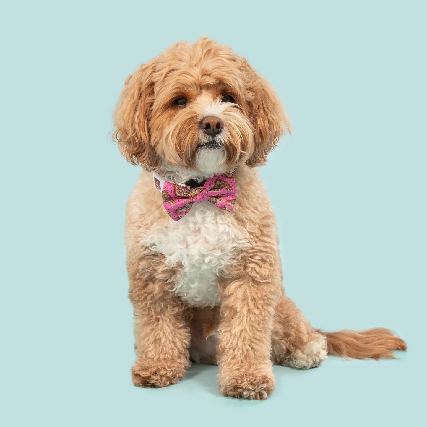 Dog Collar & Bow Tie - Pink Fairy Bread