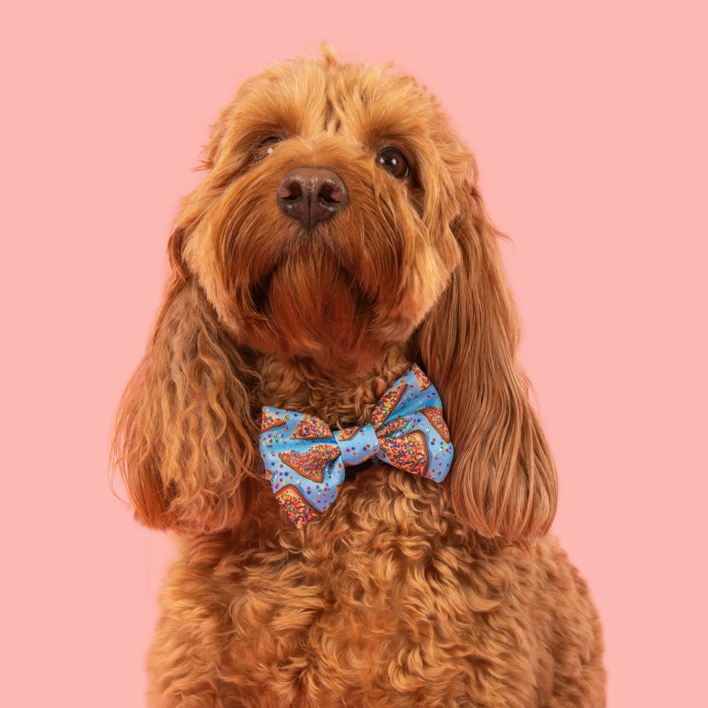 Dog Collar & Bow Tie - Blue Fairy Bread