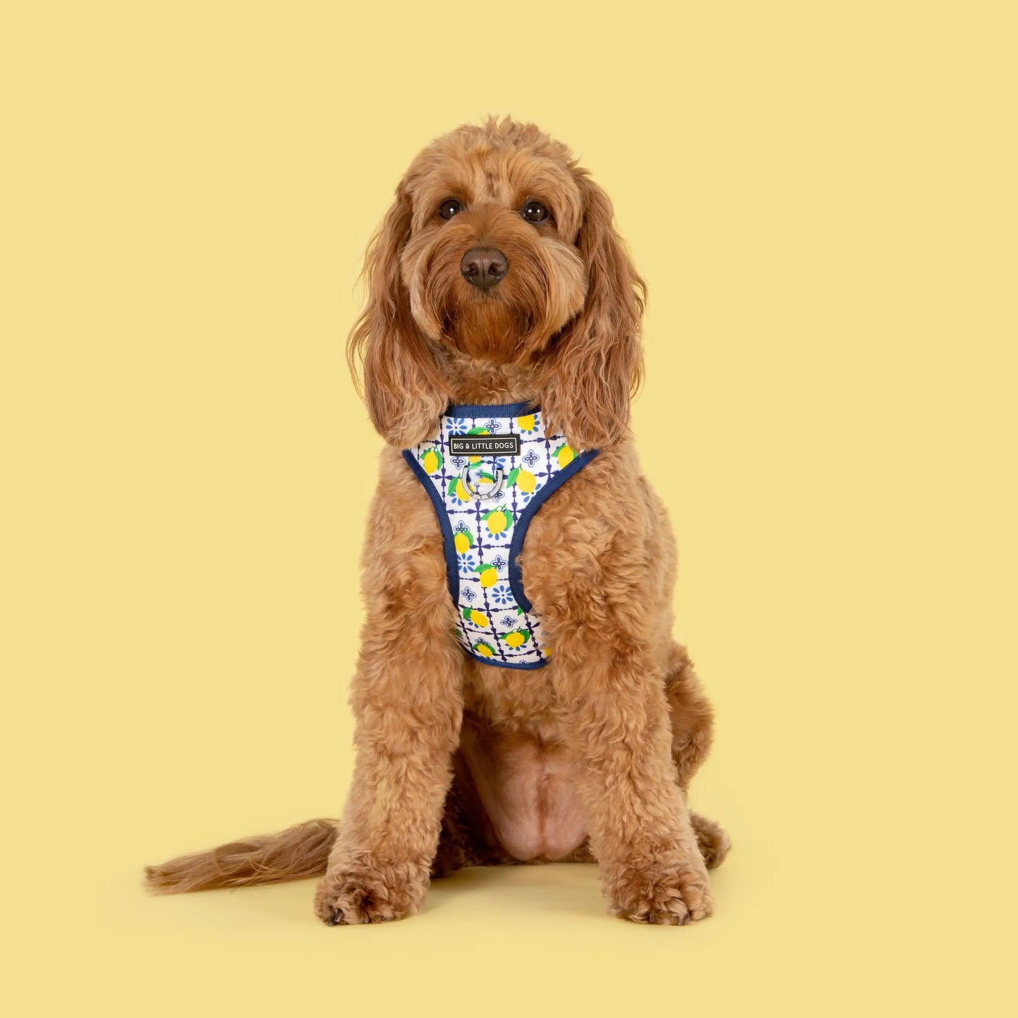 Adjustable Dog Harness - Amalfi Coast