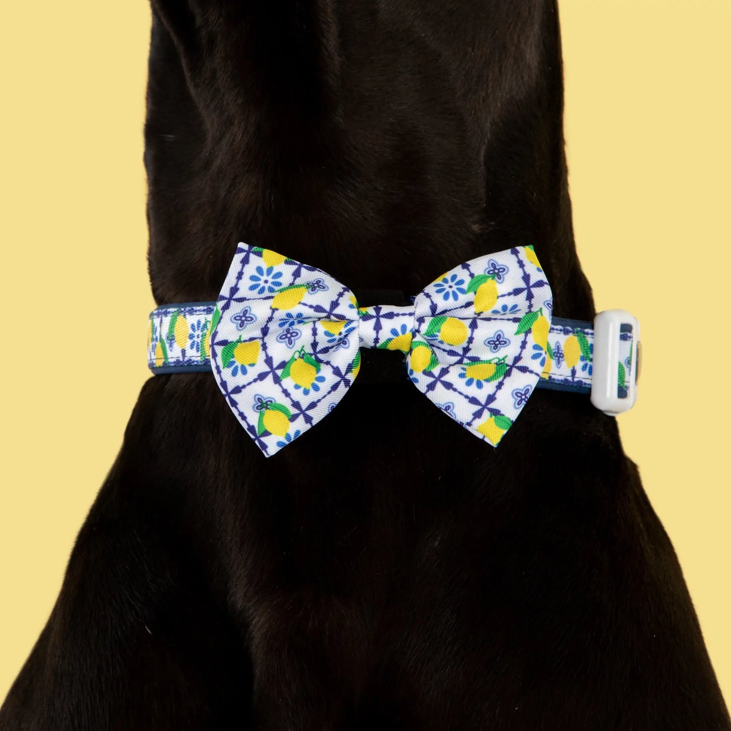 Dog Collar & Bow Tie - Amalfi Coast