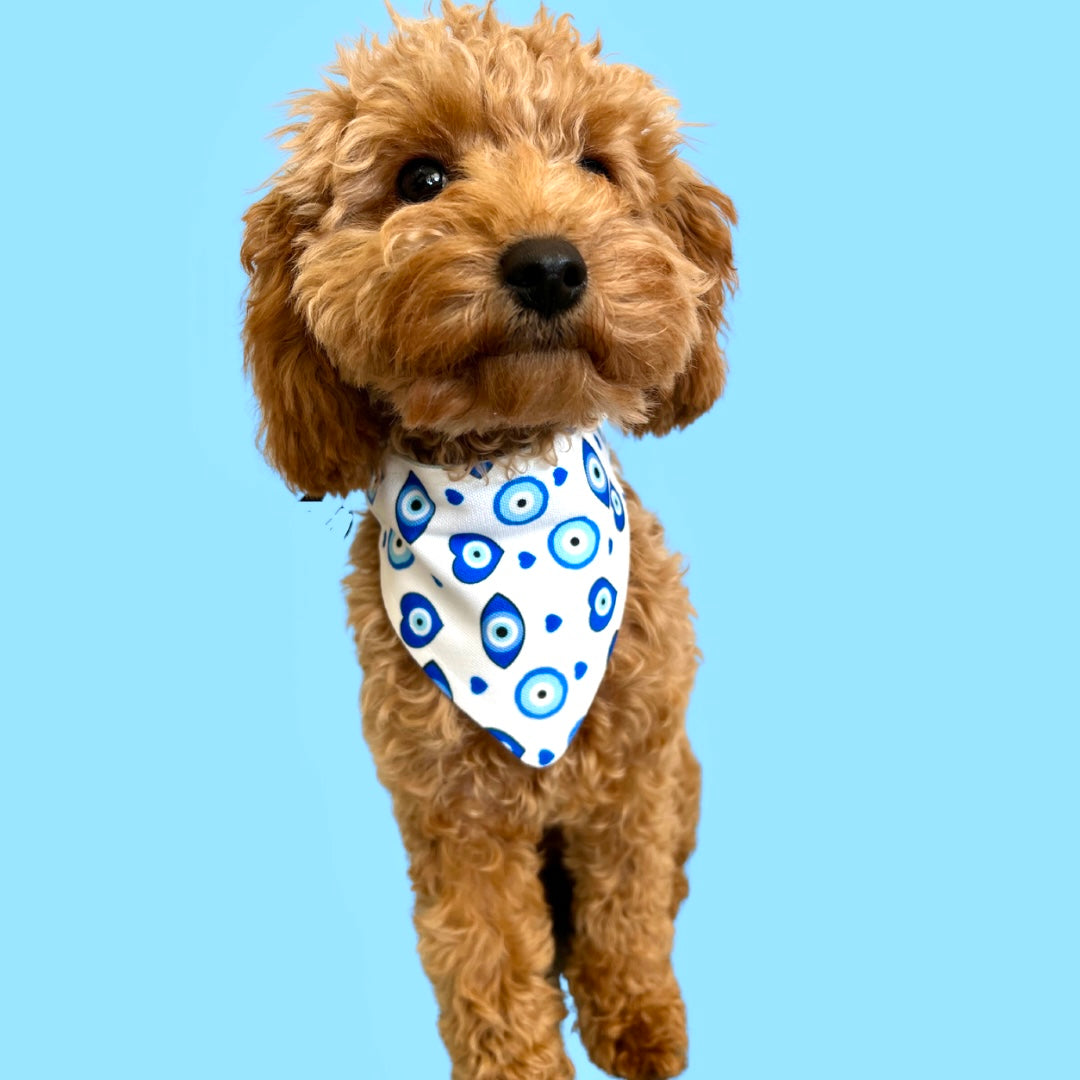 Blue Mati Dog Collar Bandanna